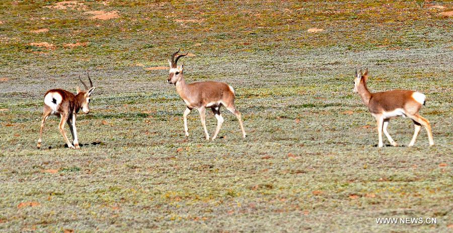 Mongolian gazelles are seen at a natural pasture in Tibetan Autonomous Prefecture of Yushu, northwest China's Qinghai Province, Sept. 11, 2013.