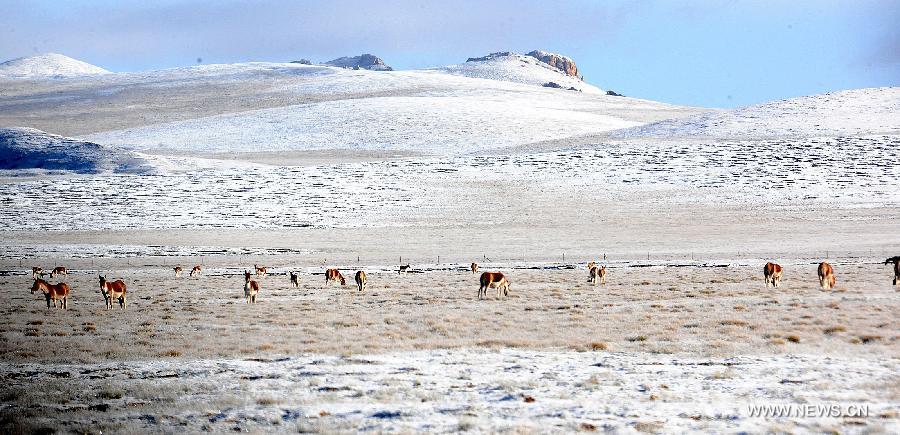 Wild asses are seen at a natural pasture in Tibetan Autonomous Prefecture of Yushu, northwest China's Qinghai Province, Sept. 10, 2013. 