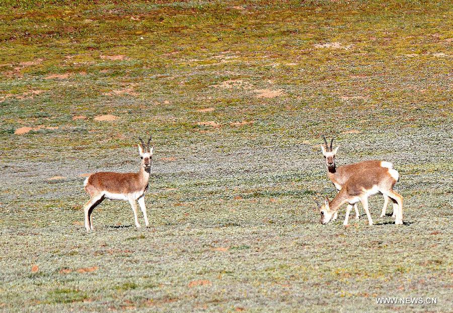Mongolian gazelles are seen at a natural pasture in Tibetan Autonomous Prefecture of Yushu, northwest China's Qinghai Province, Sept. 11, 2013.