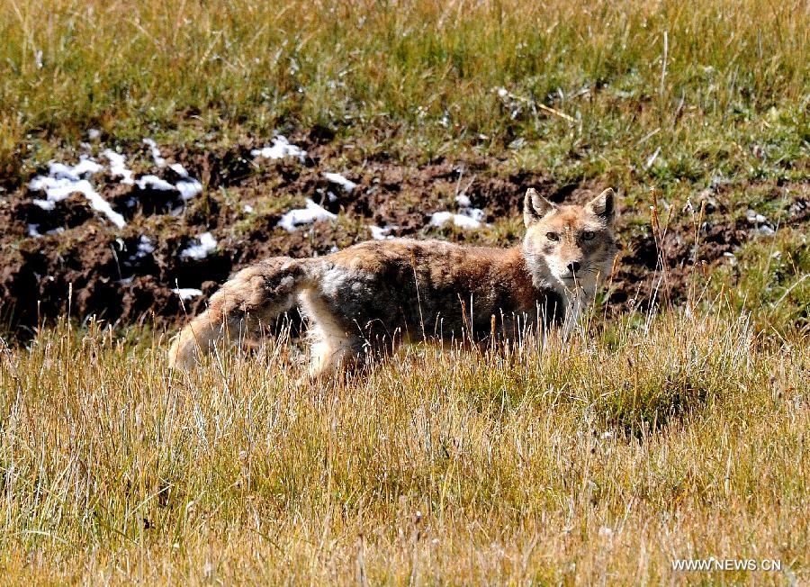 A fox is seen at a natural pasture in Tibetan Autonomous Prefecture of Yushu, northwest China's Qinghai Province, Sept. 12, 2013. 