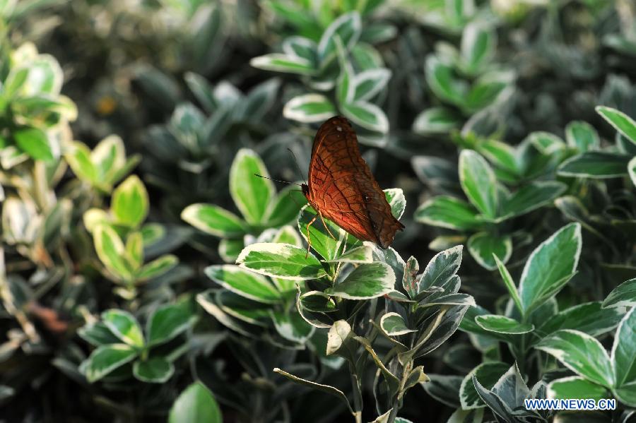 CHINA-CHANGSHA-BUTTERFLY (CN)