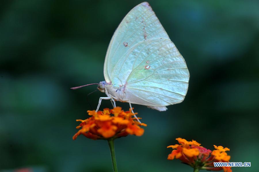 CHINA-CHANGSHA-BUTTERFLY (CN)