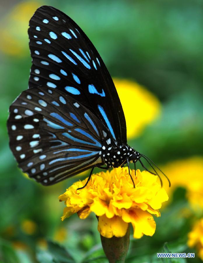 CHINA-CHANGSHA-BUTTERFLY (CN)