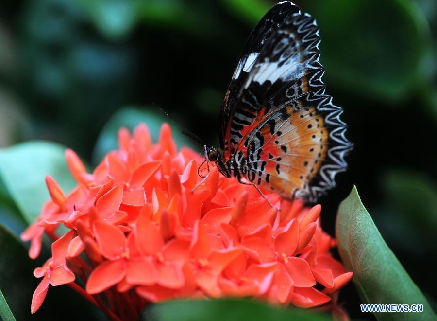 CHINA-CHANGSHA-BUTTERFLY (CN)