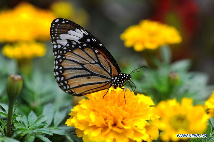 CHINA-CHANGSHA-BUTTERFLY (CN)