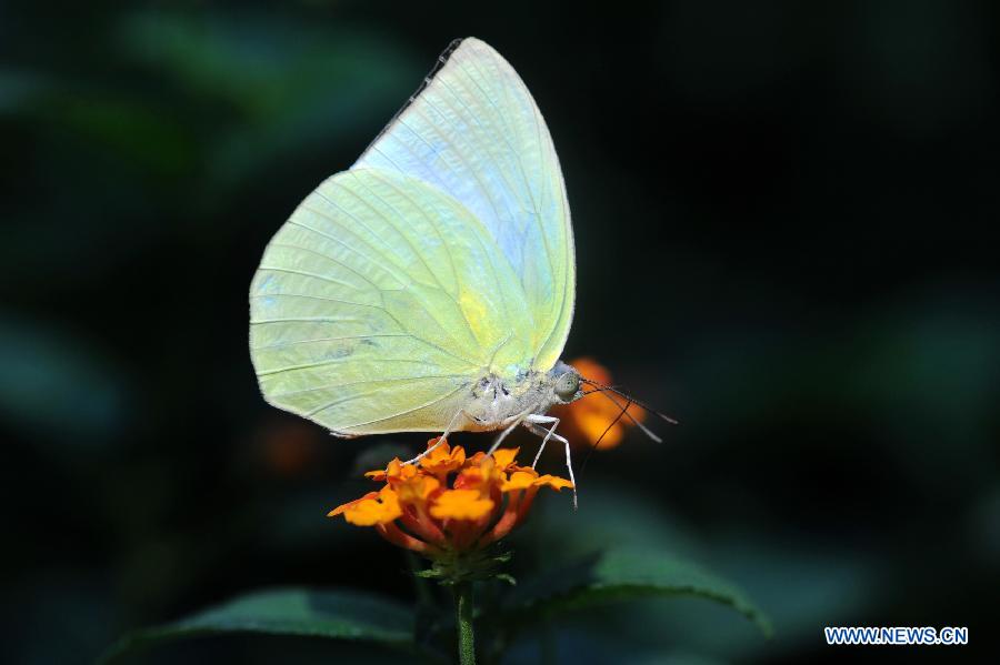 CHINA-CHANGSHA-BUTTERFLY (CN)