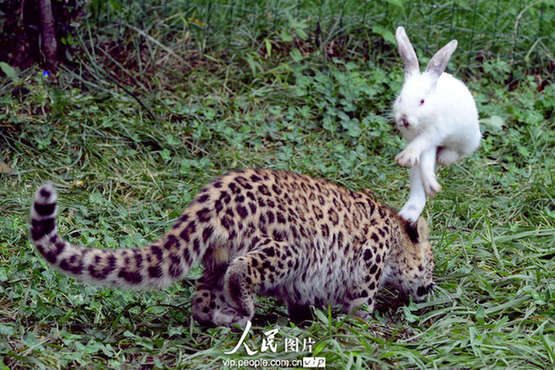 Cubs in Qingdao Forest Wild Animal World failed to catch a rabbit