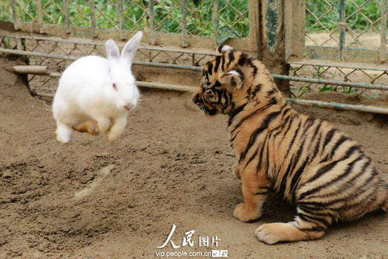 Cubs in Qingdao Forest Wild Animal World failed to catch a rabbit