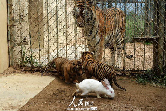 Cubs in Qingdao Forest Wild Animal World failed to catch a rabbit