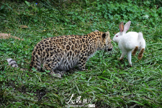 Cubs in Qingdao Forest Wild Animal World failed to catch a rabbit