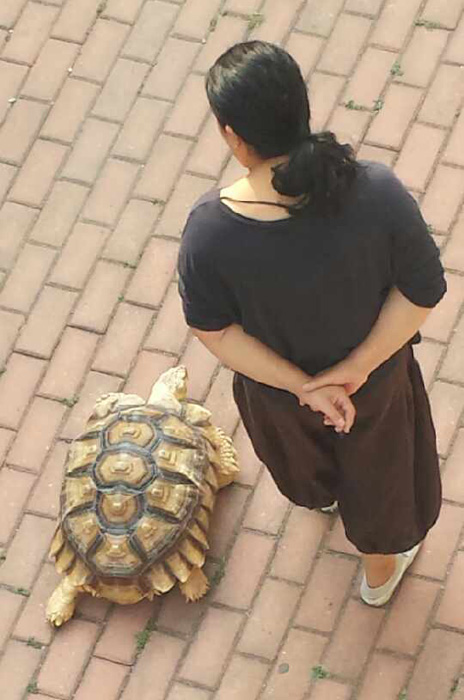 Woman walks pet tortoise in E China