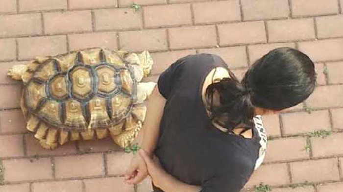 We know that people usually walk their dogs. However, recently a Chinese netizen posted images showing a middle-aged woman walked her pet - a African spurred tortoise! [China Daily]