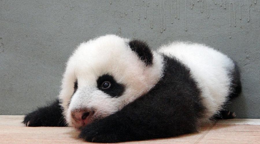 Giant Panda Cub Practises Crawling At Taipei Zoo China Org Cn