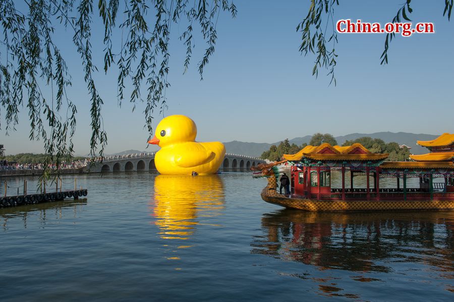 The 18-meter-tall floating yellow Rubber Duck appears on Thursday at Kunming Lake in the Summer Palace, Beijing, China, after its debut at the International Garden Expo Park for nearly a month . The Duck, a brainchild of Dutch artist Florentijn Hofman, is made of over 200 pieces of rubber. It takes four hours to get it fully inflated. It will be on display until Oct. 26. [Chen Boyuan / China.org.cn]