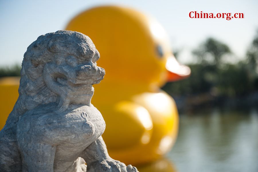 The 18-meter-tall floating yellow Rubber Duck appears on Thursday at Kunming Lake in the Summer Palace, Beijing, China, after its debut at the International Garden Expo Park for nearly a month . The Duck, a brainchild of Dutch artist Florentijn Hofman, is made of over 200 pieces of rubber. It takes four hours to get it fully inflated. It will be on display until Oct. 26. [Chen Boyuan / China.org.cn]