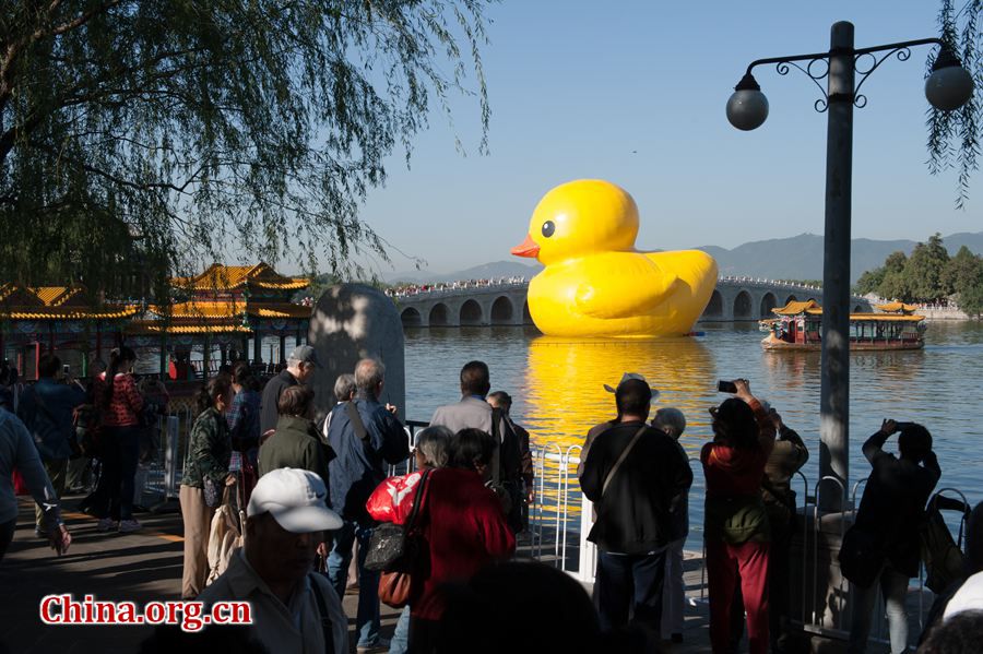 The 18-meter-tall floating yellow Rubber Duck appears on Thursday at Kunming Lake in the Summer Palace, Beijing, China, after its debut at the International Garden Expo Park for nearly a month . The Duck, a brainchild of Dutch artist Florentijn Hofman, is made of over 200 pieces of rubber. It takes four hours to get it fully inflated. It will be on display until Oct. 26. [Chen Boyuan / China.org.cn]