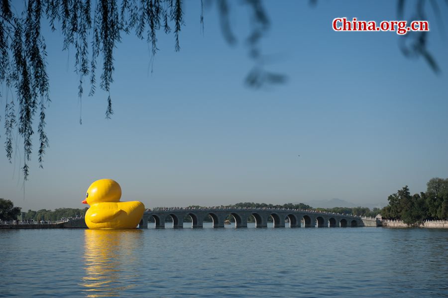 The 18-meter-tall floating yellow Rubber Duck appears on Thursday at Kunming Lake in the Summer Palace, Beijing, China, after its debut at the International Garden Expo Park for nearly a month . The Duck, a brainchild of Dutch artist Florentijn Hofman, is made of over 200 pieces of rubber. It takes four hours to get it fully inflated. It will be on display until Oct. 26. [Chen Boyuan / China.org.cn]