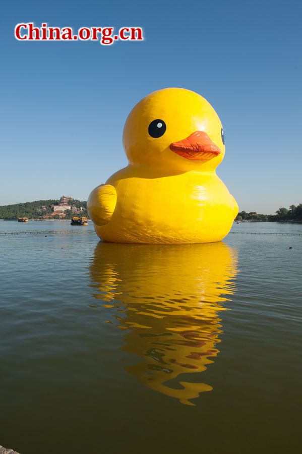 The 18-meter-tall floating yellow Rubber Duck appears on Thursday at Kunming Lake in the Summer Palace, Beijing, China, after its debut at the International Garden Expo Park for nearly a month . The Duck, a brainchild of Dutch artist Florentijn Hofman, is made of over 200 pieces of rubber. It takes four hours to get it fully inflated. It will be on display until Oct. 26. [Chen Boyuan / China.org.cn]