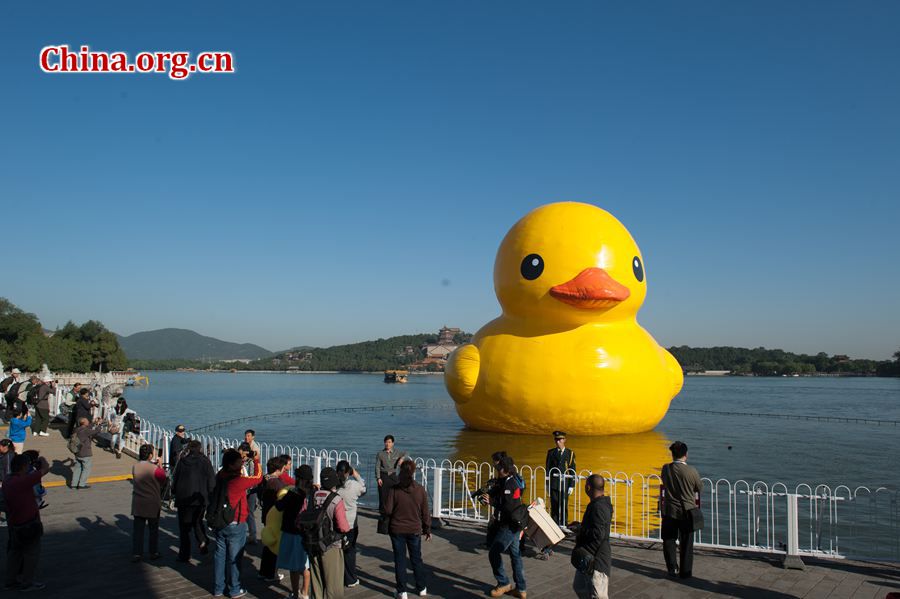 The 18-meter-tall floating yellow Rubber Duck appears on Thursday at Kunming Lake in the Summer Palace, Beijing, China, after its debut at the International Garden Expo Park for nearly a month . The Duck, a brainchild of Dutch artist Florentijn Hofman, is made of over 200 pieces of rubber. It takes four hours to get it fully inflated. It will be on display until Oct. 26. [Chen Boyuan / China.org.cn]