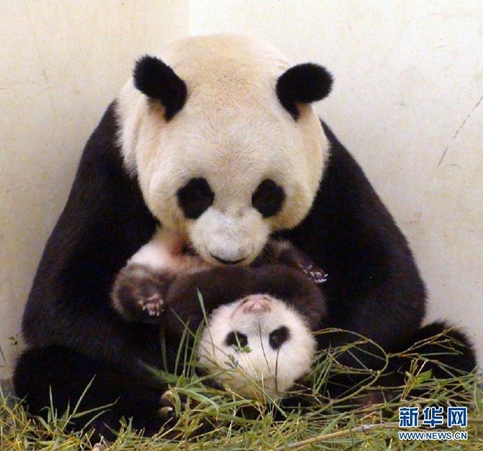 Panda cub practises crawling in Taipei