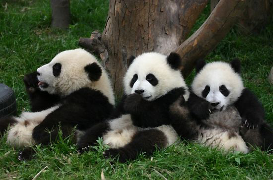 Chengdu Research Base for Giant Panda Breeding, one of the 'top 10 attractions in Chengdu, China' by China.org.cn.