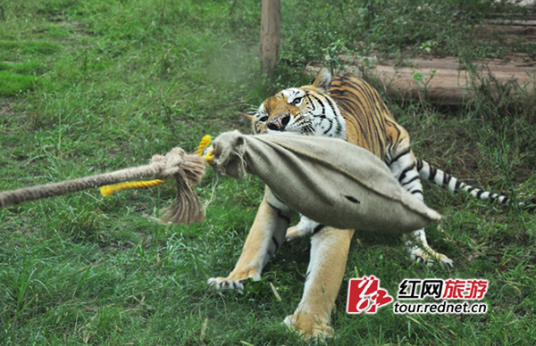 A tug-of-war game between tourists and an Amur tiger in the Changsha Ecological Zoo has caused controversy among netizens as to whether it breaches national regulations.