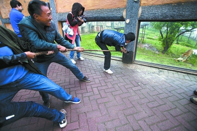 A Tug-of-war game between tourists and an Amur tiger held in Changsha Ecological Zoo on Friday has caused controversy among netizens. [Photo: Beijing Youth Daily]