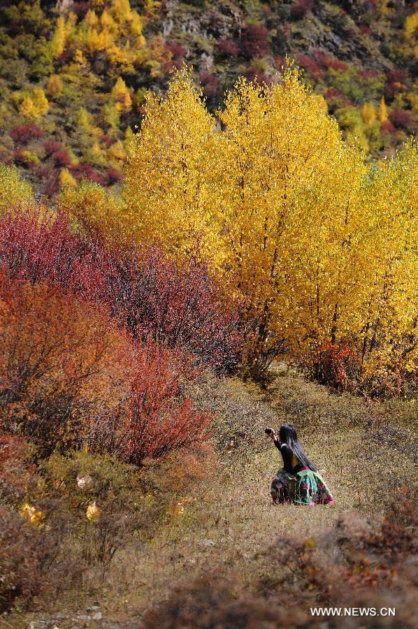 CHINA-TIBET-AUTUMN SCENERY(CN)