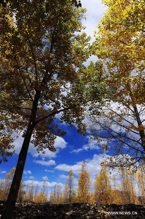 CHINA-TIBET-AUTUMN SCENERY(CN)