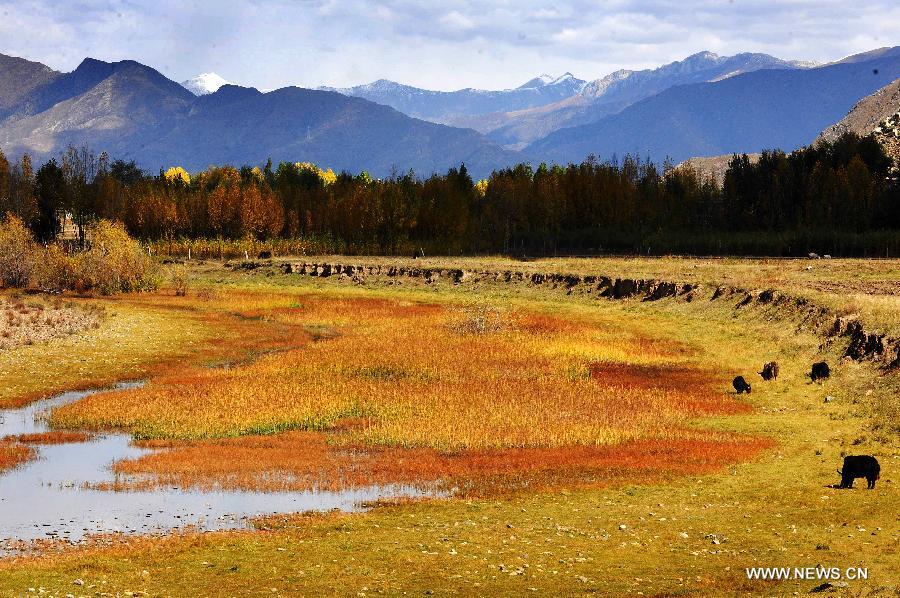 CHINA-TIBET-AUTUMN SCENERY(CN)