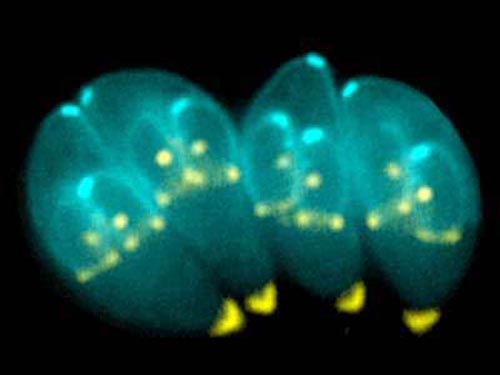 Toxoplasma gondii, one of the 'Top 10 parasites inside the human body' by China.org.cn