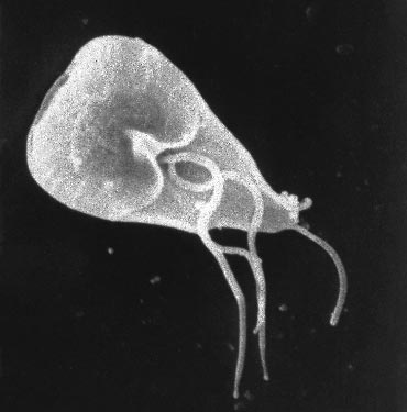 Giardia lamblia, one of the 'Top 10 parasites inside the human body' by China.org.cn