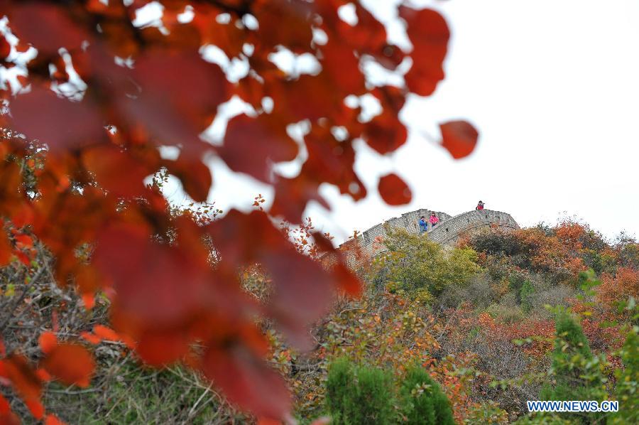The Badaling section of the Great Wall is seen shaded by red leaves in Beijing, capital of China, Oct. 13, 2013.