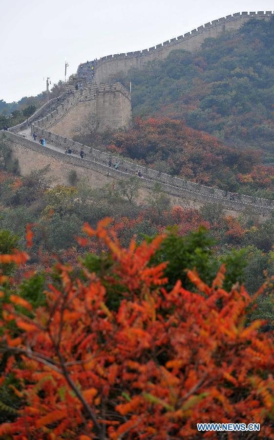 The Badaling section of the Great Wall is seen shaded by red leaves in Beijing, capital of China, Oct. 13, 2013. 