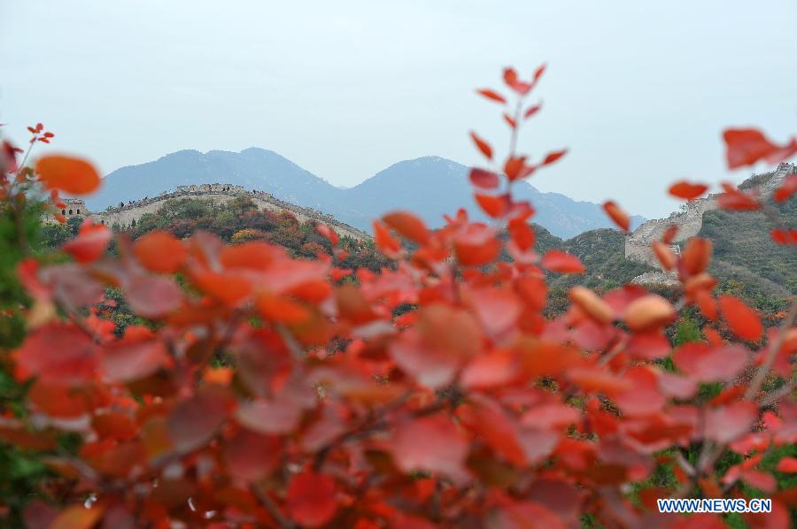 The Badaling section of the Great Wall is seen shaded by red leaves in Beijing, capital of China, Oct. 13, 2013. 