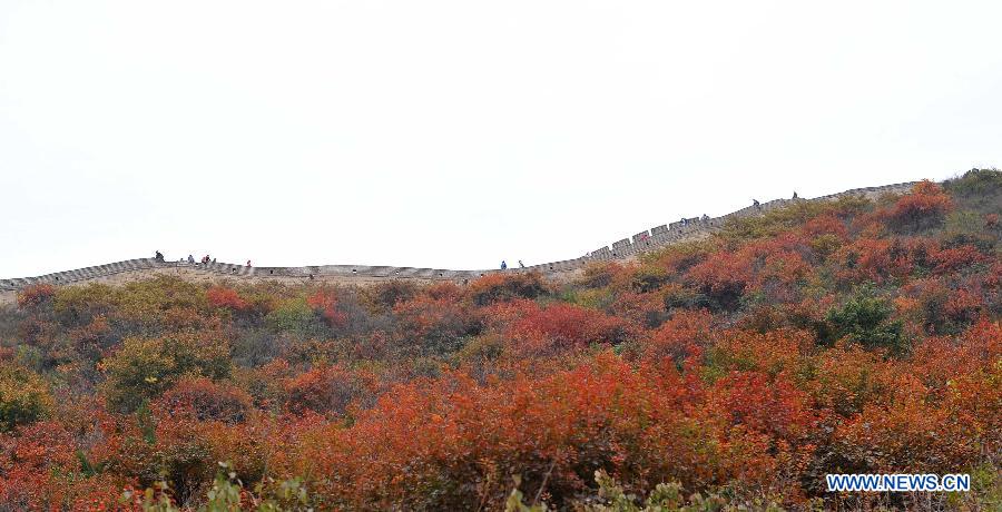 The Badaling section of the Great Wall is seen shaded by red leaves in Beijing, capital of China, Oct. 13, 2013. (Xinhua/Chen Yehua) 