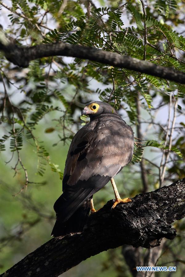 TANZANIA-SELOUS GAME RESERVE-WORLD HERITAGE