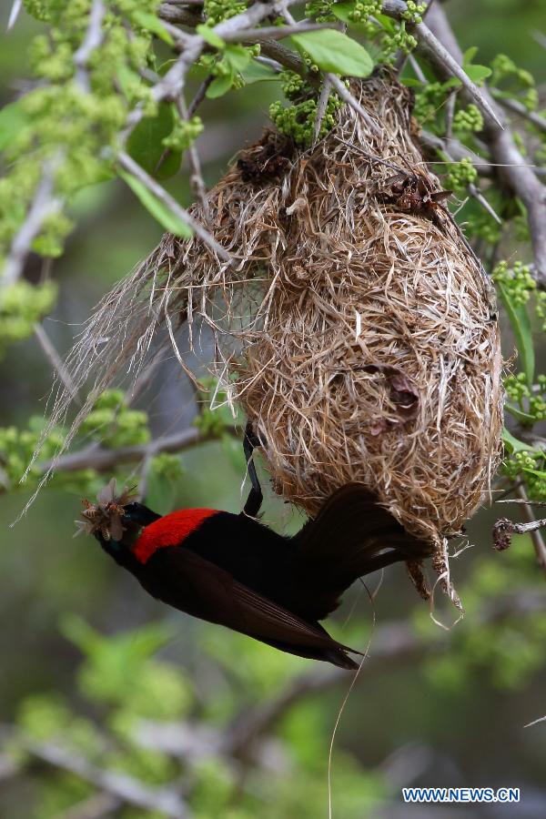 TANZANIA-SELOUS GAME RESERVE-WORLD HERITAGE