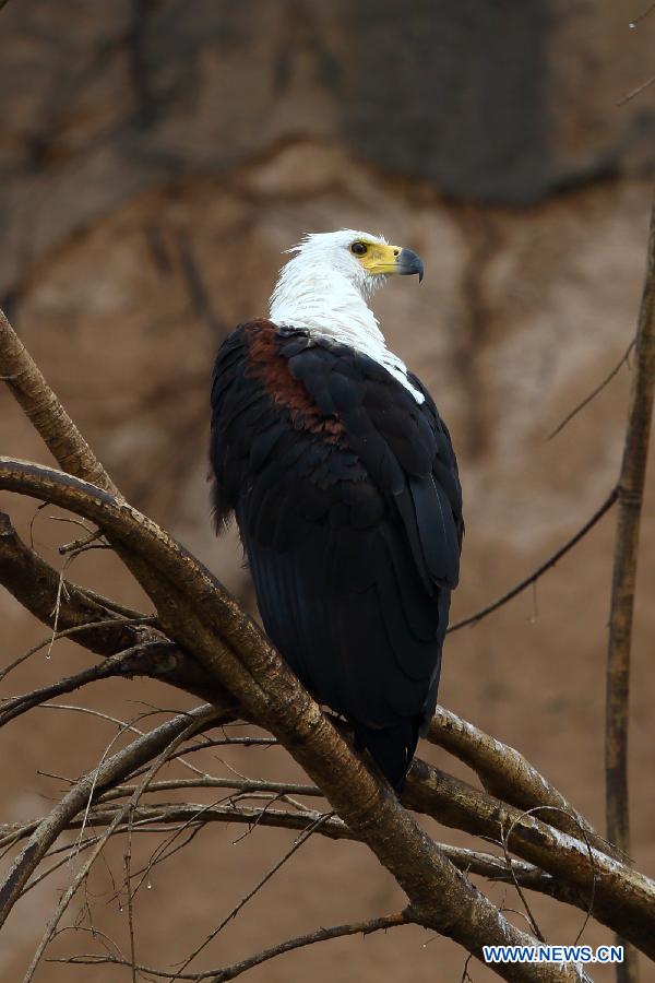 TANZANIA-SELOUS GAME RESERVE-WORLD HERITAGE