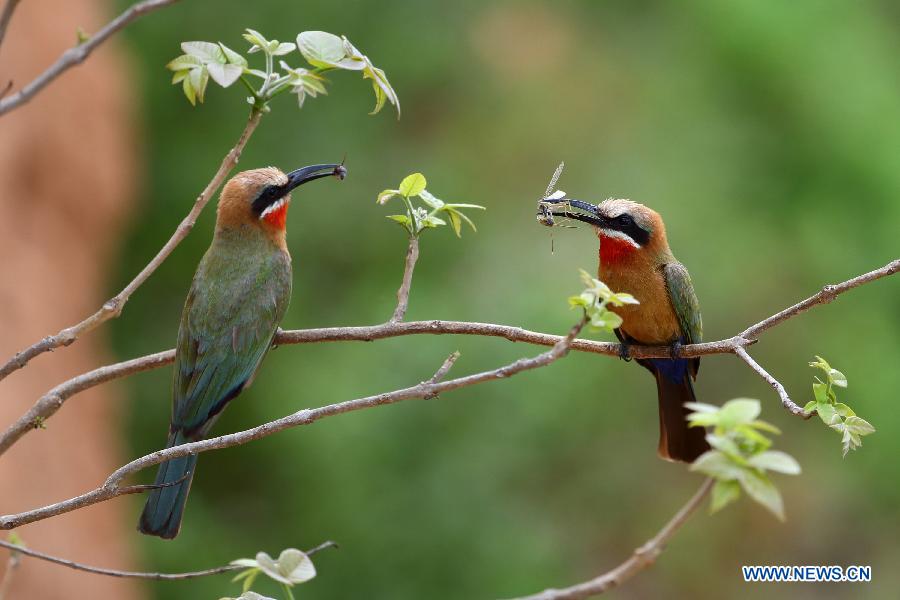 TANZANIA-SELOUS GAME RESERVE-WORLD HERITAGE