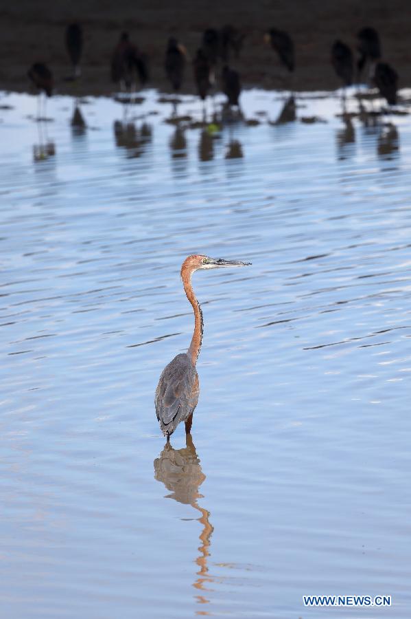 TANZANIA-SELOUS GAME RESERVE-WORLD HERITAGE