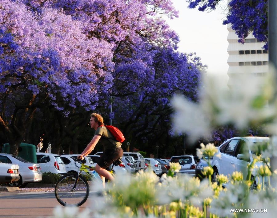 A man rides under the jacaranda trees in Pretoria, South Africa, Oct. 16, 2013.