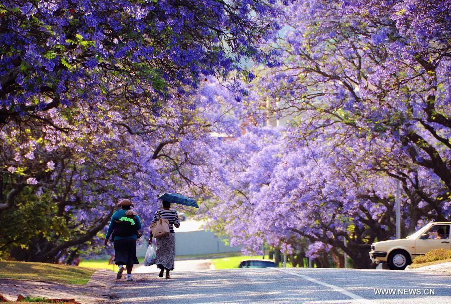 People walk under the jacaranda trees in Pretoria, South Africa, Oct. 16, 2013