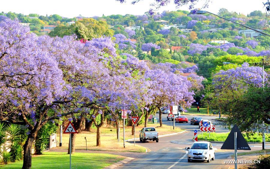 Cars run under the jacaranda trees in Pretoria, South Africa, Oct. 16, 2013