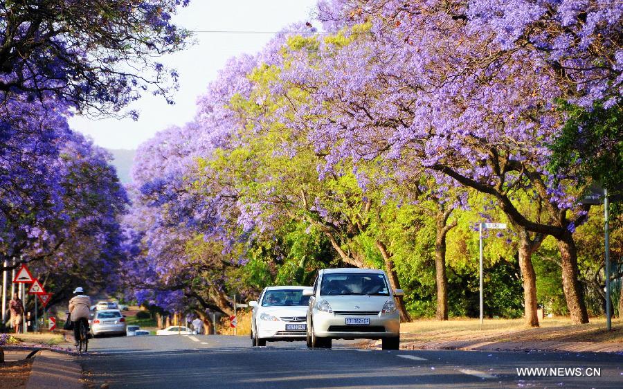 Cars run under the jacaranda trees in Pretoria, South Africa, Oct. 16, 2013