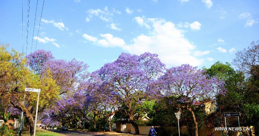 A man rides under the jacaranda trees in Pretoria, South Africa, Oct. 16, 2013