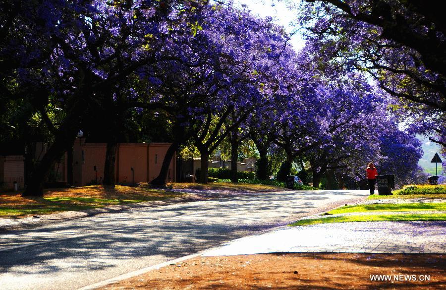 People walk under the jacaranda trees in Pretoria, South Africa, Oct. 16, 2013