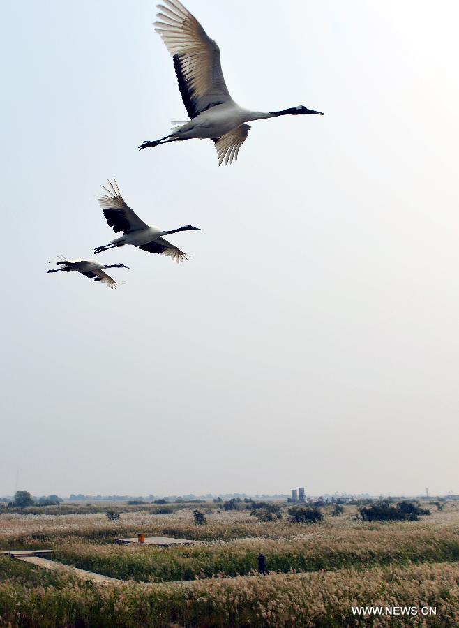 #CHINA-SHANDONG-NATURAL RESERVE (CN)