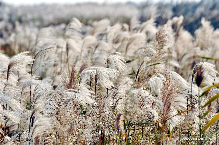 #CHINA-SHANDONG-NATURAL RESERVE (CN)