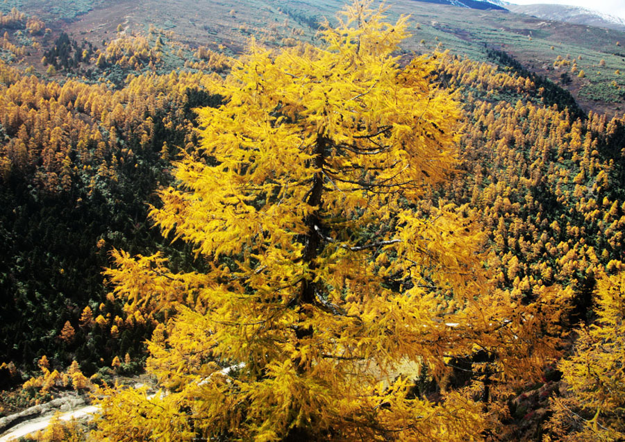 Golden larches brace for winter